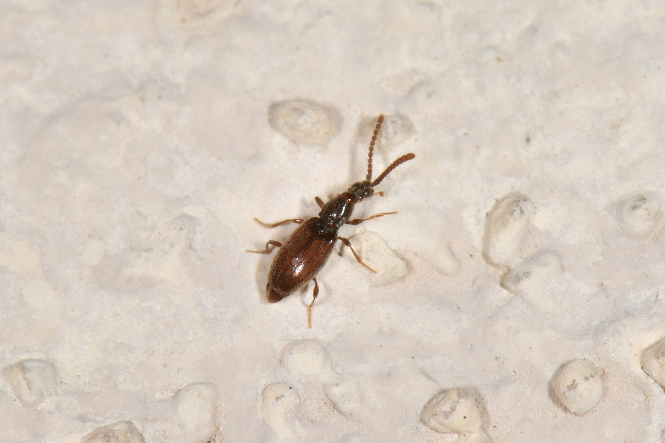 Scydmaenidae, con gli orecchini? Chevrolatia insignis